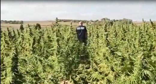 Squadra Mobile: sequestrata piantagione con 2000 piante di marijuana