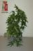 La pianta di cannabis sequestrata