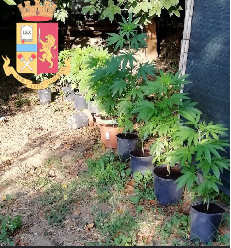 Sequestro piante marijuana