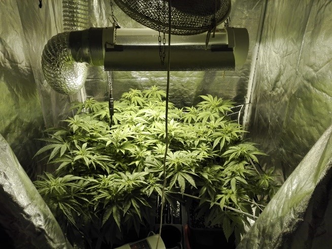 La Polizia arresta coltivatore di marijuana