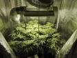 La Polizia arresta coltivatore di marijuana