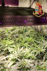 In casa una serra con 21 piante di marijuana: arrestato dalla Polizia di Stato