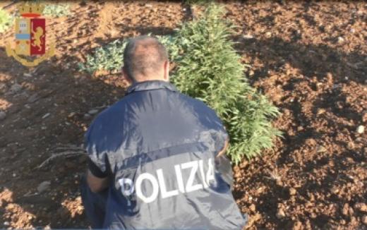 Operazione Squadra Mobile: 3000 piante di marijuana a Villasor