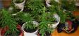 piante di cannabis