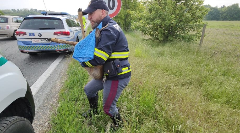 Capriolo salvato dalla Polizia Stradale in autostrada