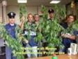Le piante sequestrate dalla Polizia