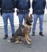 GALLERIA: Allarme crescente negli Istituti Scolastici del centro,  arriva “Tarol” il cane antidroga