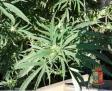 Arrestato dalla Polizia di Stato un tecnico riparatore tv con il “pollice verde” per la marijuana