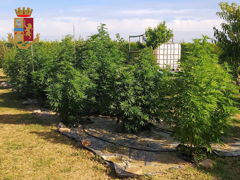 Polizia scopre coltivazione di marijuana, arrestato un uomo