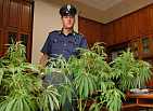 Polizia - sequestro marijuana