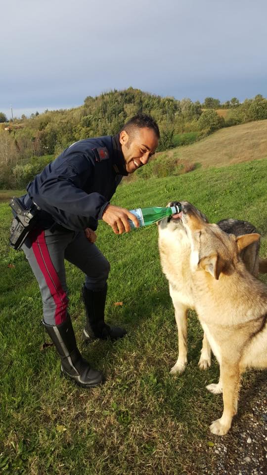 Ormal e Iluin, i due cani lupo salvati dalla stradale