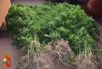 Scoperta piantagione di marijuana