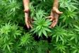 La Polizia di Stato scopre coltivazione di cannabis