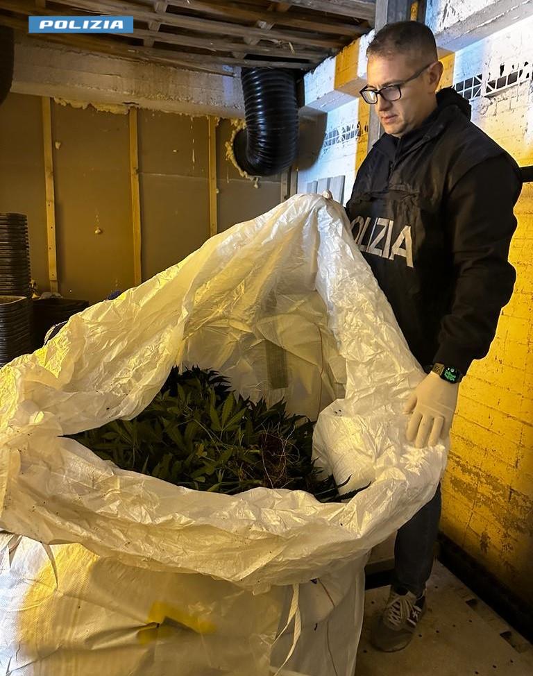 Niscemi, la Polizia di Stato sequestra 140 kg. di marijuana: 1100 piante coltivate in una serra indor all’interno di uno stabile del centro storico