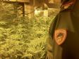 Sequestrata coltivazione indoor di cannabis. La polizia di stato arresta quarantasettenne