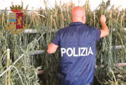 Blitz della Polizia di Stato all’alba. Dentro un capannone trovata 1 tonnellata di marjuana in essicazione.